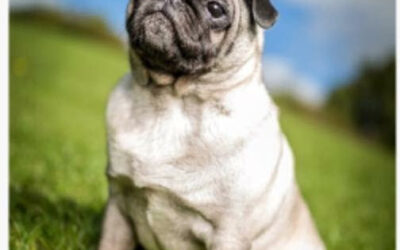 Blood cancers can affect the ones we love, including our furry friends